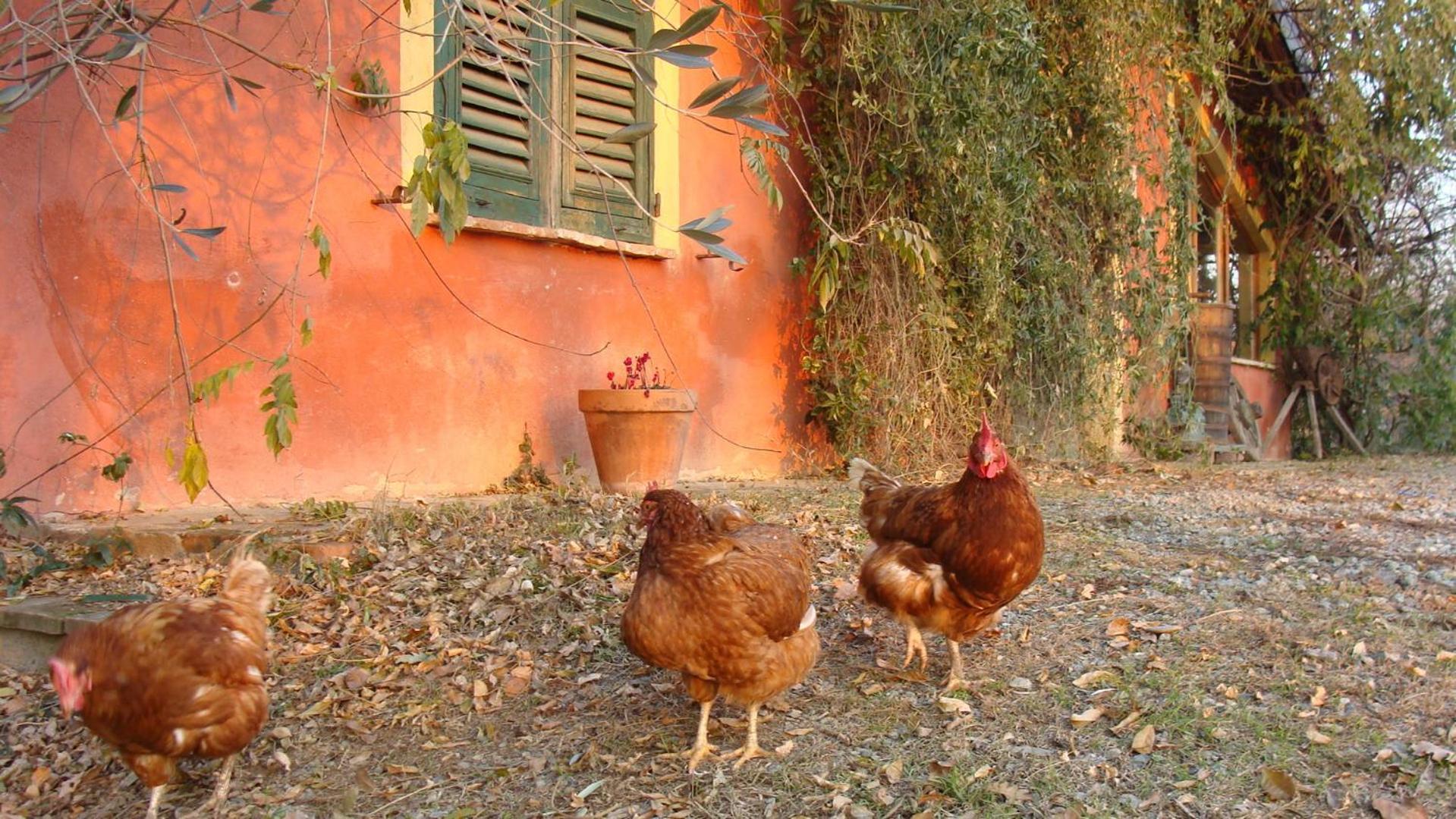 Agriturismo Cascina Degli Ulivi Villa Novi Ligure Exterior photo