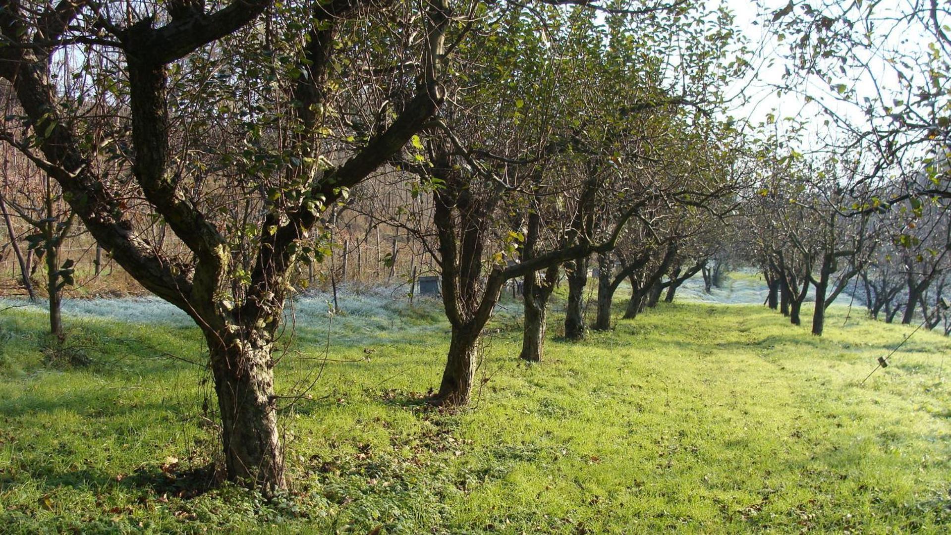 Agriturismo Cascina Degli Ulivi Villa Novi Ligure Exterior photo